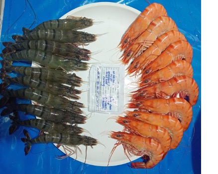 Shrimp on a plate