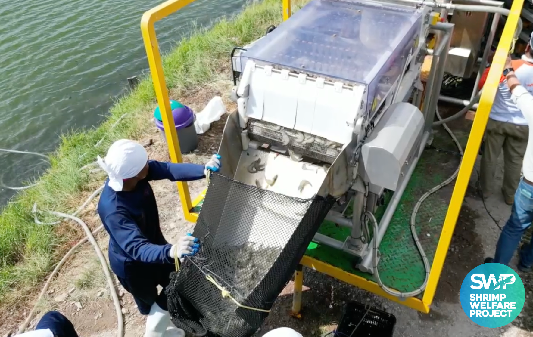 Shrimp Welfare Project humane slaughter