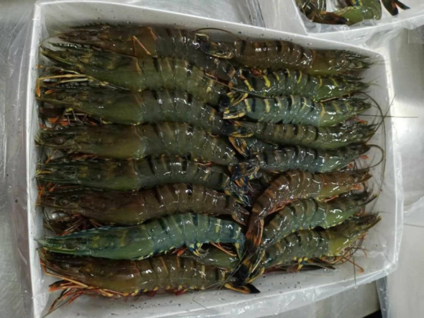 Harvested and packed on Semang Island. HOSO black tiger shrimp reared from Moana genetics, ready to be shipped to China in 2019. 