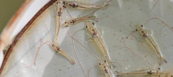  Healthy Shrimp