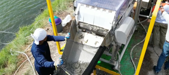Shrimp Welfare Project humane slaughter